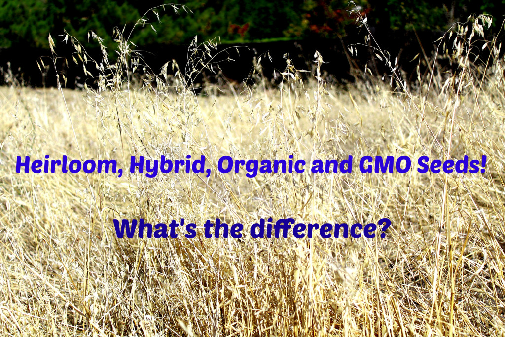 Heirloom, Hybrid, Organic and GMO Seeds! What's the difference?