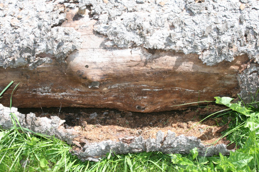 Bark beetle frass from under the bark of this log made great miniature bark for my trail.  Chunks of bark were the roof for my "toad abode" tucked under the deck.