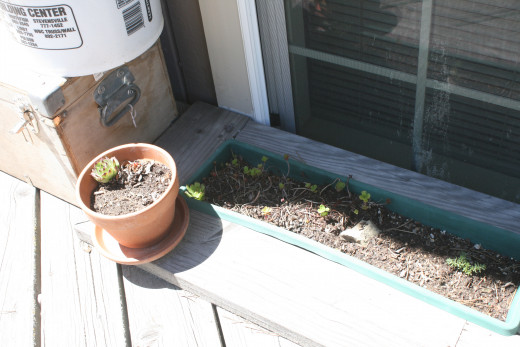 Remnant plants from last yer's garden make good fillers.