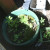 There were already pots in the corner I chose for my garden that grew mosses over the past year. This one has interesting mosses and lichens, plus incidental lupine seedlings. There were already pots in the corner I chose for my garden that grew mosses over the past year. This one has interesting mosses and lichens, plus incidental lupine seedlings.