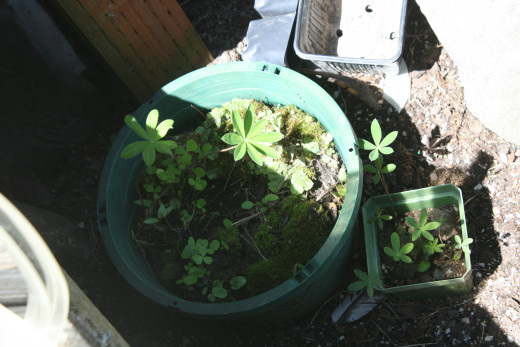 There were already pots in the corner I chose for my garden that grew mosses over the past year.  This one has interesting mosses and lichens, plus incidental lupine seedlings.