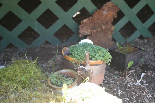 Small ground covers help fill spaces and add variety.
