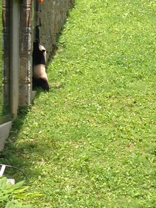 BABY PANDA WANTS OUT