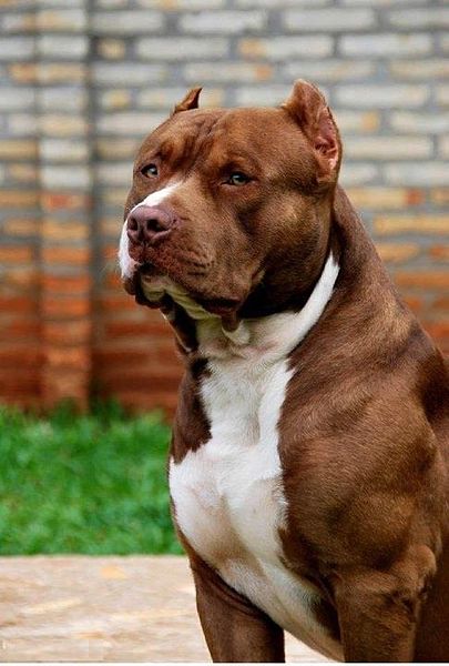 The "bully breeds" are powerful animals with a fearsome look. Though they're generally mild-mannered and often great family dogs, but illegal dog fighters have given the breeds a bad name.