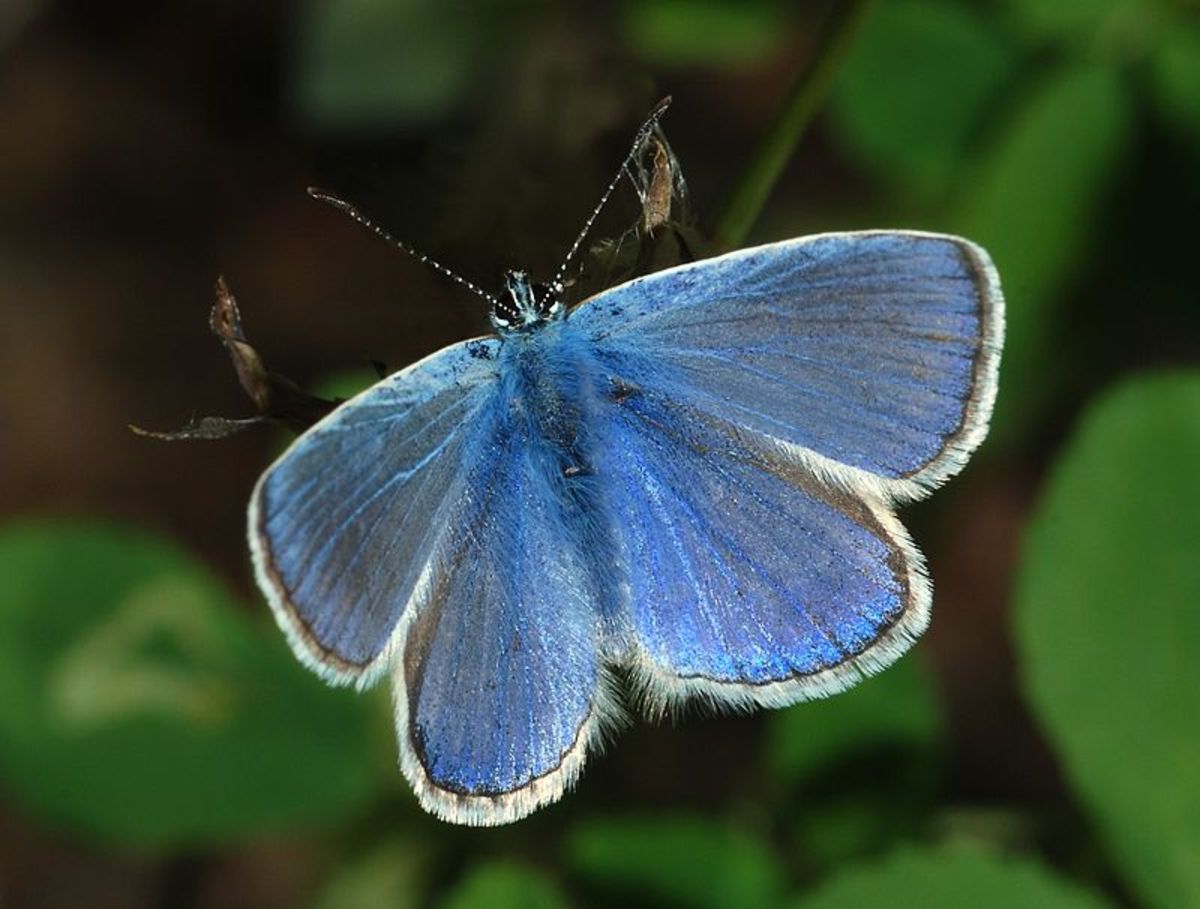 Common blue butterfly (Polyommatus icarus)