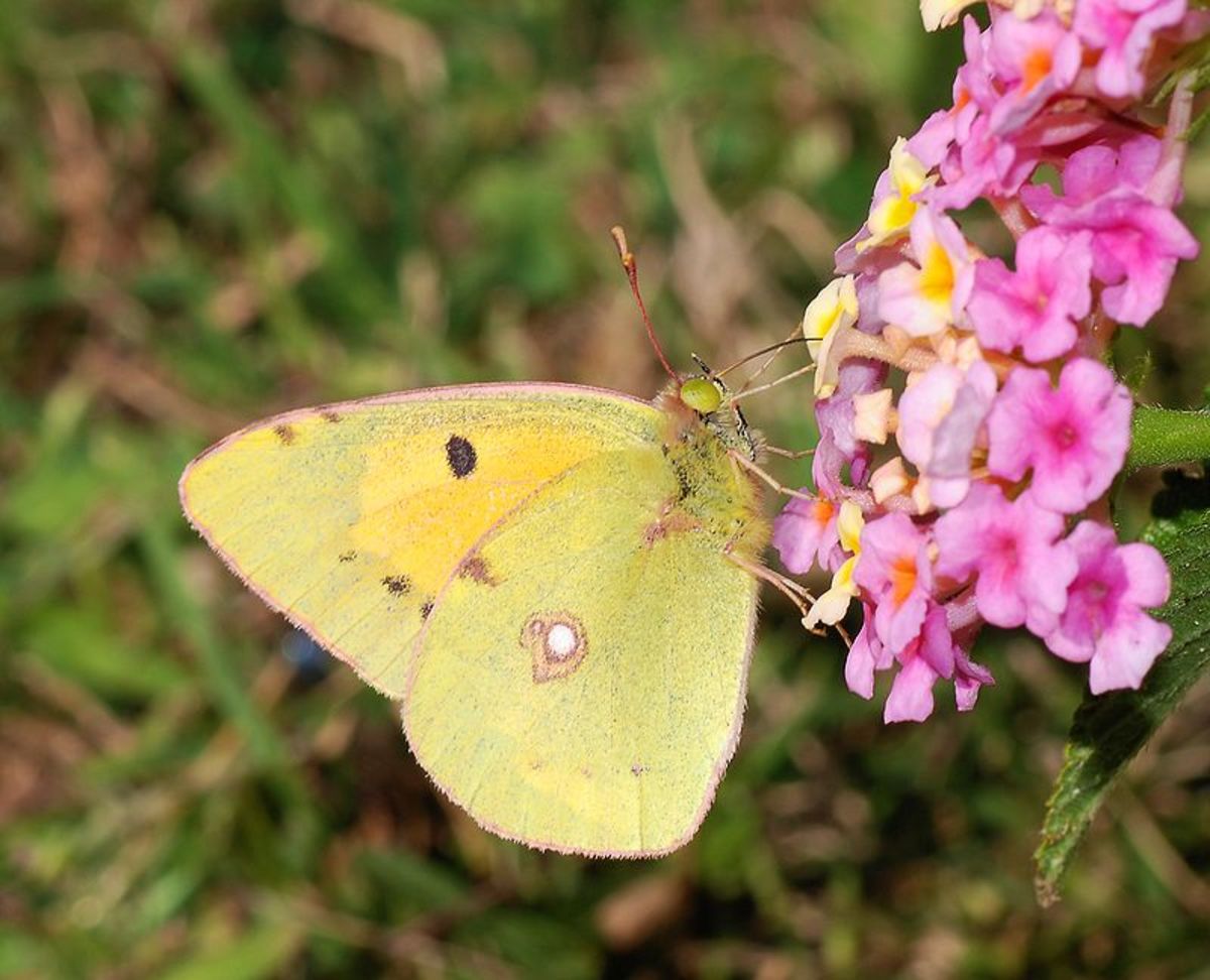 Clouded Yellow butterfly (Colias croceus)