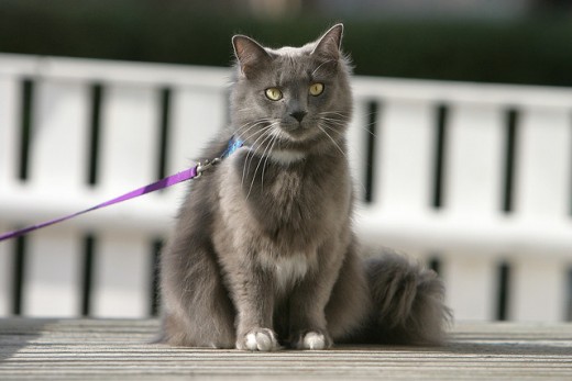 Sir Fluffykins will tolerate this indignity for you. How generous.
