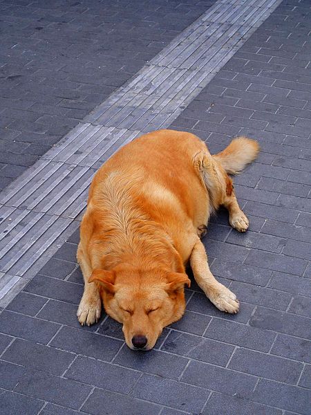Photo by Lea Cannon, Wikimedia CC