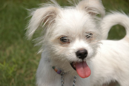 A happy dog is a healthy dog