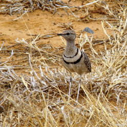 Questions My Grandkids Ask Me-How Do Birds Get Their Names?