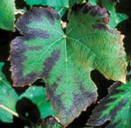Leaf with Potassium (K) Deficiency 
