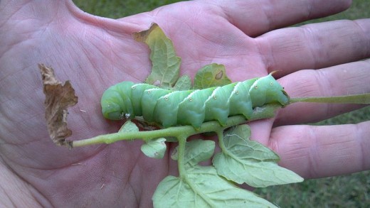 Tomato Hornworm 