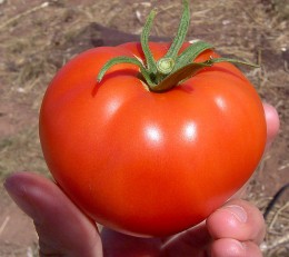 Better Boy Tomato 