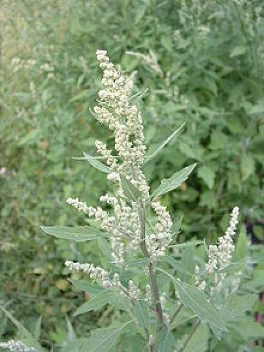 Lamb's Quarter