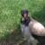 KING VULTURE