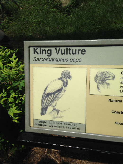 KING VULTURE BILLING