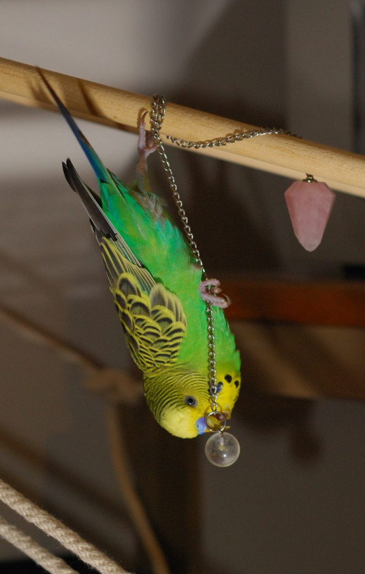Even something as simple as a bead and chain can result in hours of fun for your budgie!