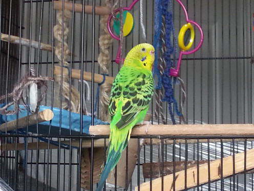 My spoiled rotten budgie, Kiwi, surrounded by her toys. ;)