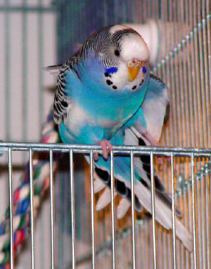 A budgie stretching in the door of its cage.