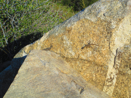 Two lizards on a boulder.