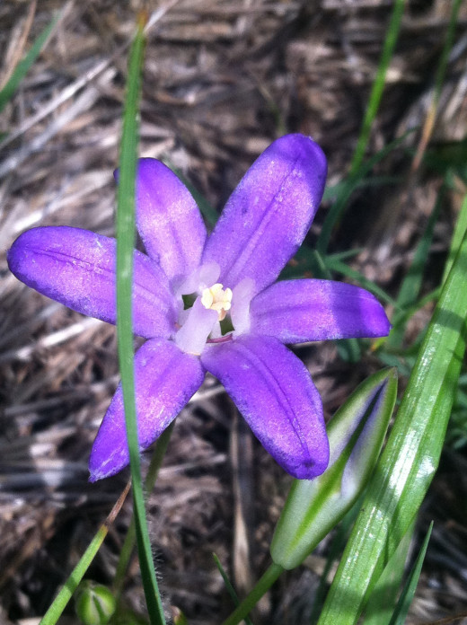 Brodiaea terrestris possibly. It shares a close resemblance to Dichelostemma capitatum or blue dicks. 