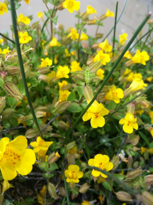 Mimulus guttatus potentially... 