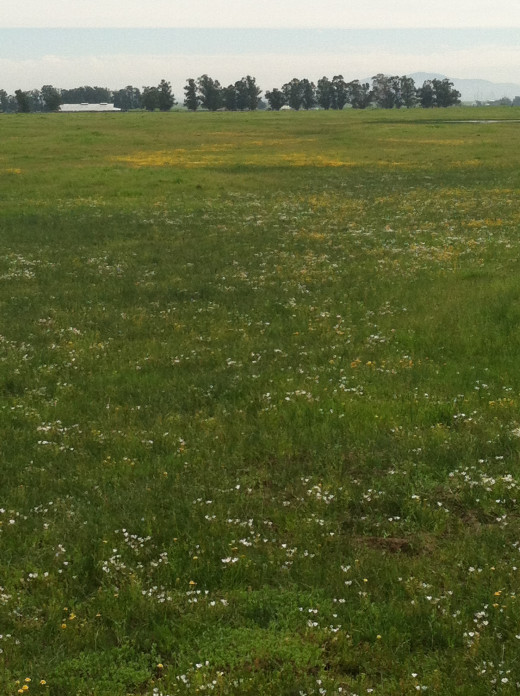 Meadowfoam, goldfields, and so much more.