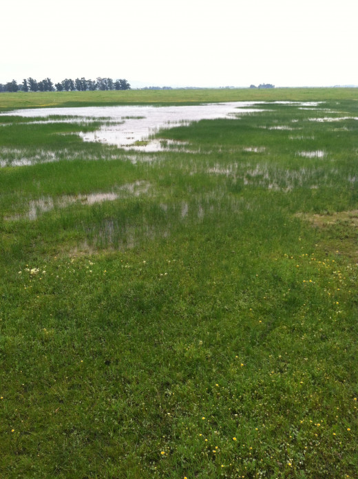 Vernal pools are remarkable island habitats