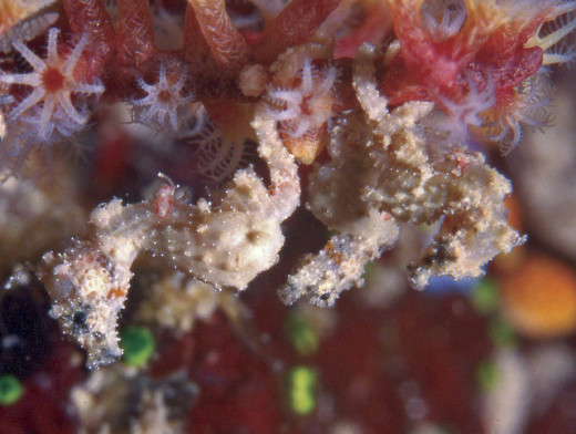 A photograph of Hippocampus satomiae on some coral