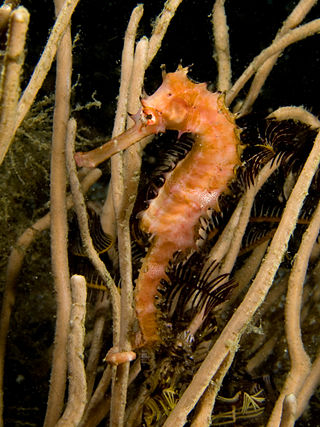 The spiny seahorse