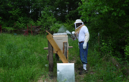Beekeeper conducting hive inspections.