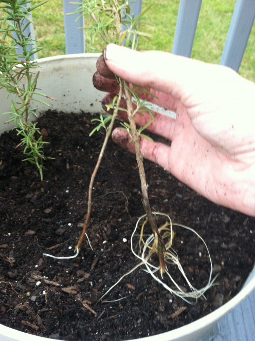 June 10: Propagating herbs - rosemary (from the mason jars) sprouted roots.