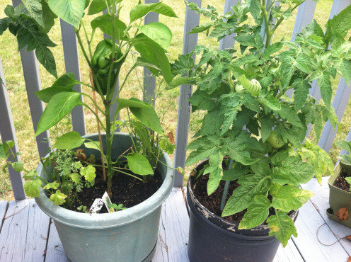 June 20: Peppers and dead cilantro on left and smallest tomato plant on right.