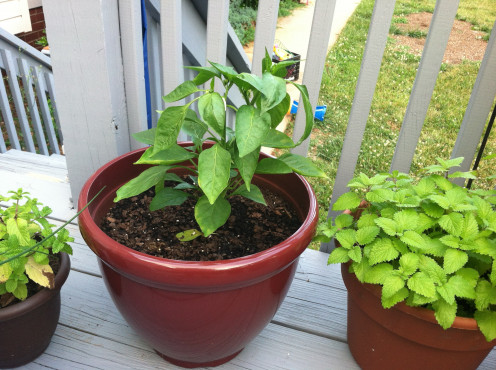 June 20: Smallest pepper plant on left and lemon balm on right.