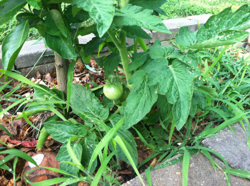 June 26: Volunteer tomatoes in my former compost pile.
