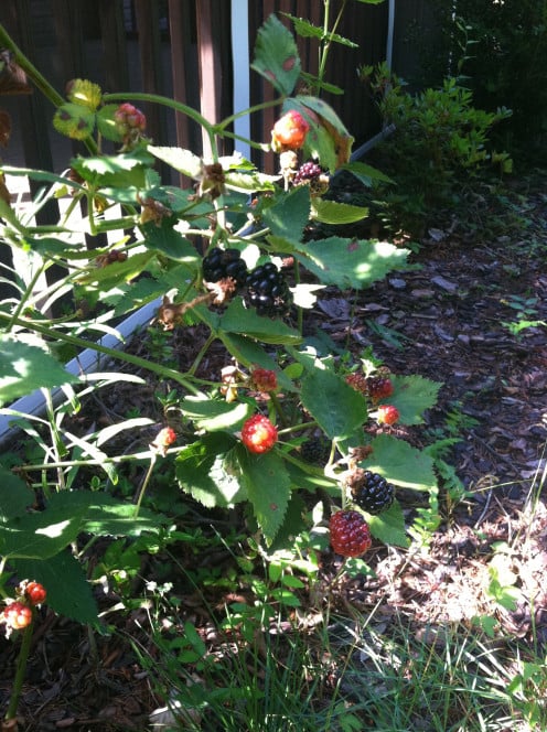 June 26: ripe blackberries (bad lighting, sorry)