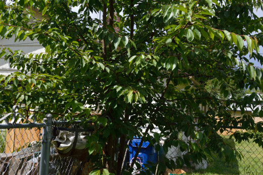 Cherry tree in backyard