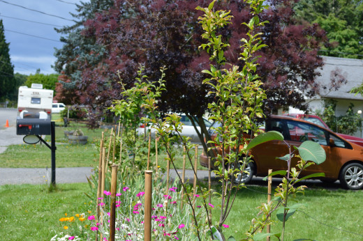 Grapes, berries and fruit trees in front yard