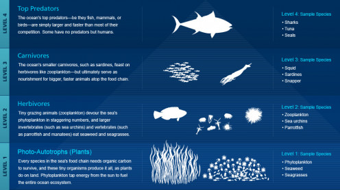 Food Chain Example  Marine food web  Tuna Food Chain