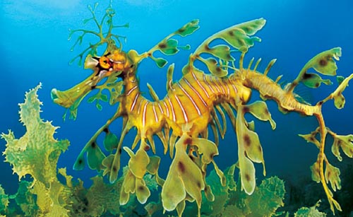 Leafy Sea Dragon 