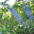 Flowers near the rose garden Flowers near the rose garden