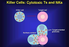 Nk and T cells preparing to battling a target cell