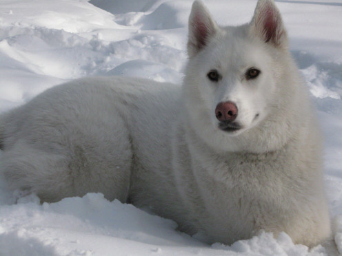 A White Siberian Husky, bred for sledding