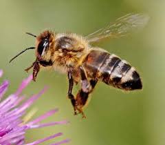 1600 × 1067 Search by image “If the bee disappeared off the face of the earth, man would only have four years left to live.” – Albert Einstein. 30% Of What You Eat Is T