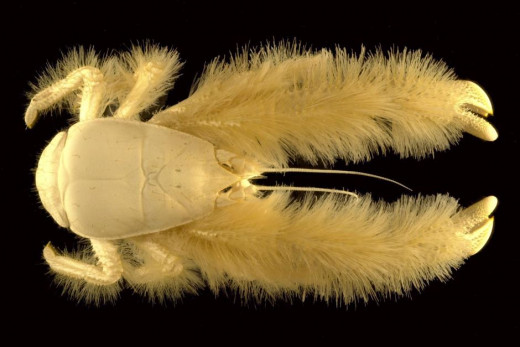 Yeti Crab