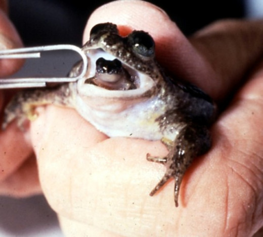 Gastric Brooding Frog