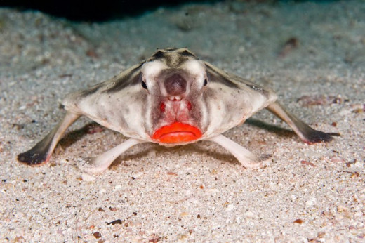 Red Lipped Batfish