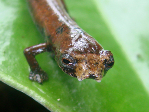 Ugly Salamander - Ecuador