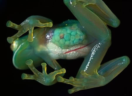 Crystal Frog
