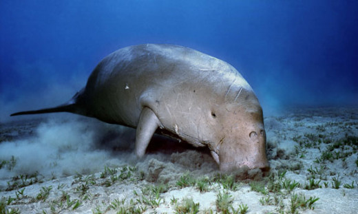 Dugong